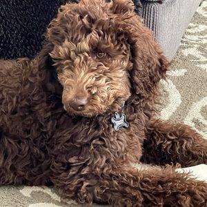 Meet your Posher, Lisa